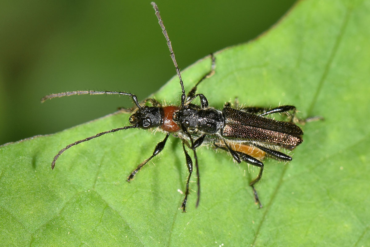 Cerambycidae:  Callimus abdominalis (e Callimus angulatus)